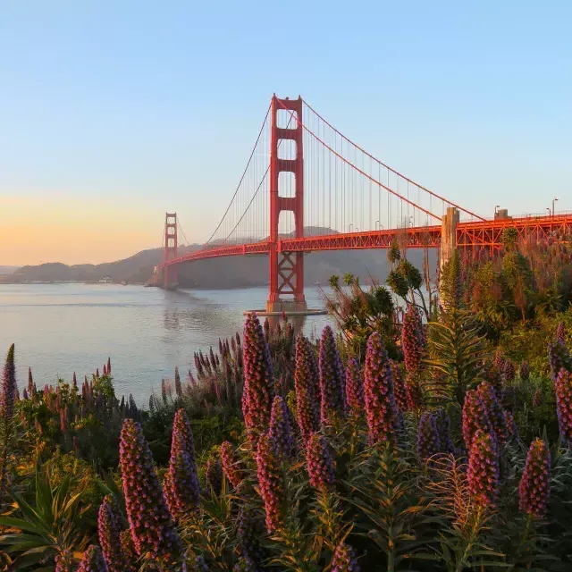 金门大桥（Golden Gate Bridge）以鲜花为背景拍摄.